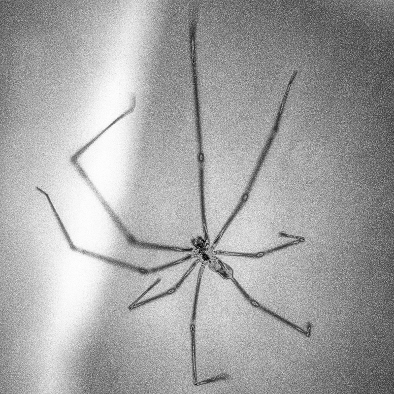 Jon Lingel • Delicate Spider