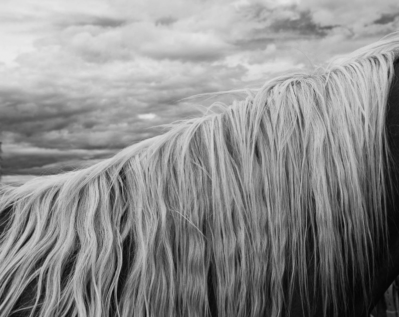 Landry Major • Mane and Sky