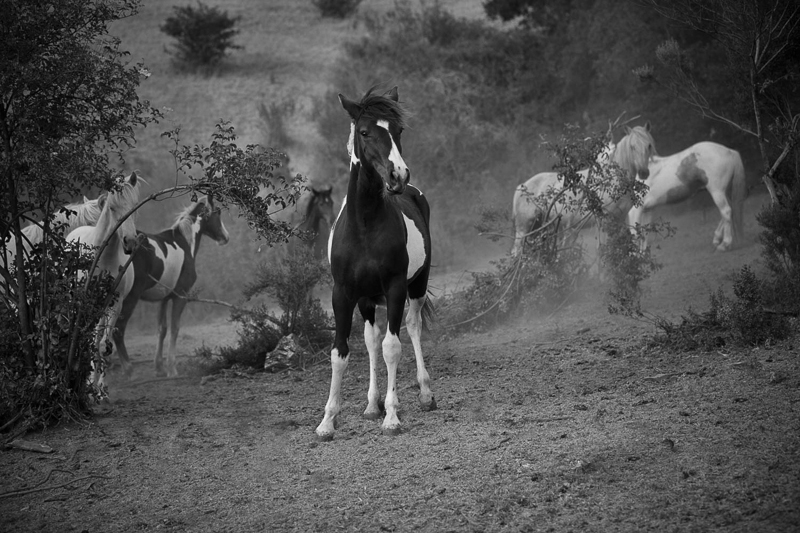 Landry Major • The Mystery of Wildness