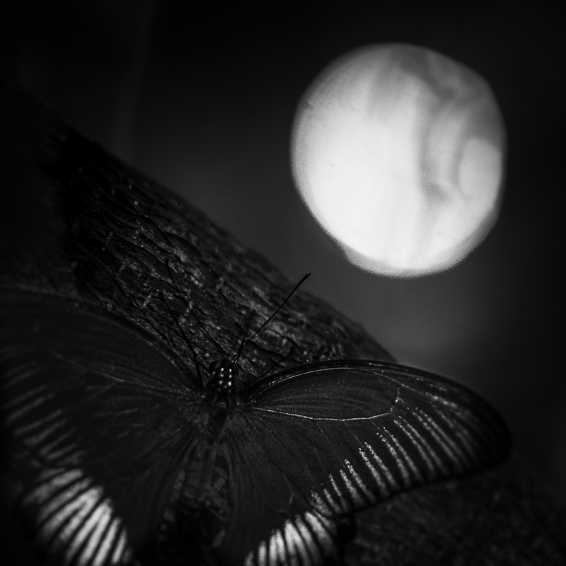 Sharon Kain • Scarlet Mormon