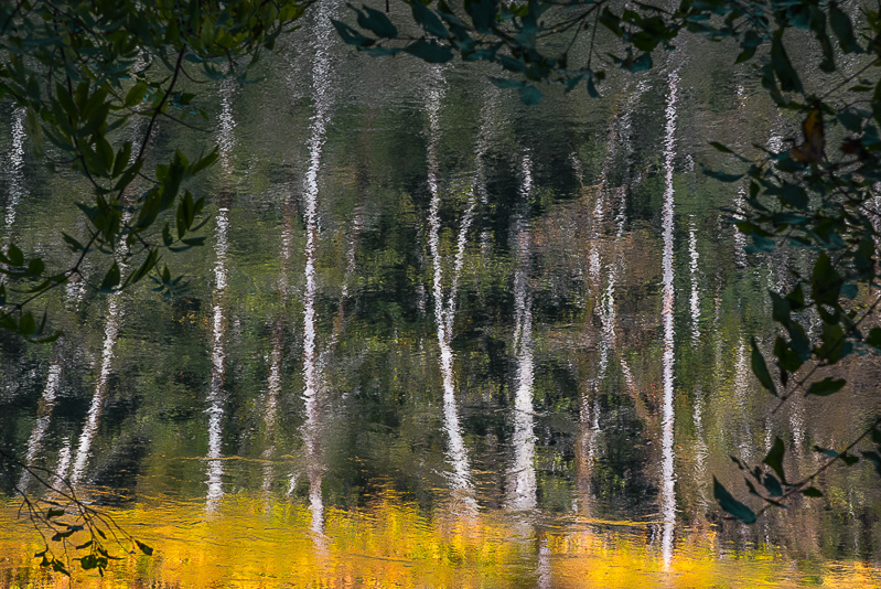 David Schaerer • Alder Reflections, Nehalem River