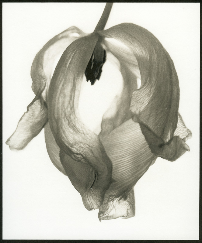 Donald MacDonald • Dying Tulip