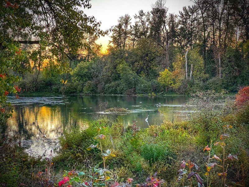 Sandy Brown Jensen • The Peaceable Kingdom: Delta Ponds, Eugene, Oregon
