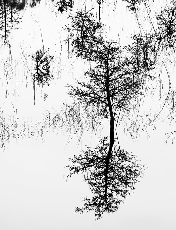 Scott Schaerer • Flood & Tree Reflections No2