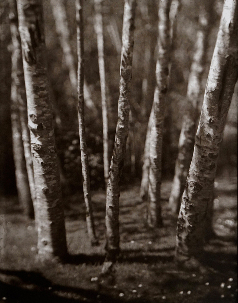 Jim Fitzgerald •
Alders, Oregon Coast •
Carbon Transfer Contact Print