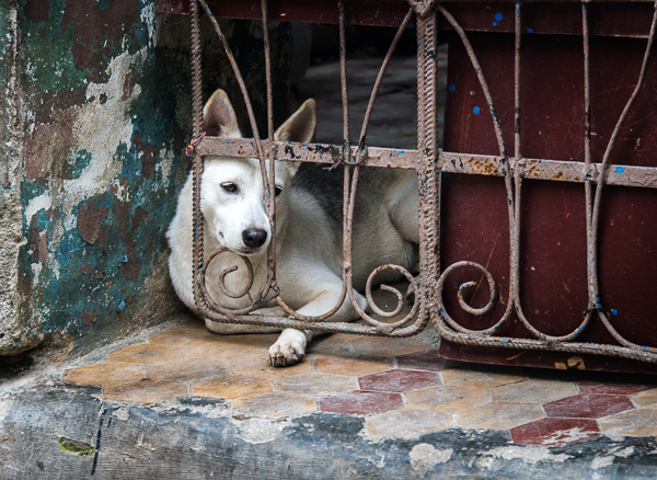 Jody Miller • Dog, Old Havana