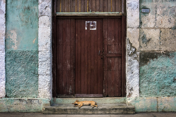 Jody Miller • Sleeping Pup