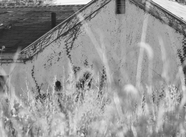 Sharon Asplan - Abandoned House and Tall Grass