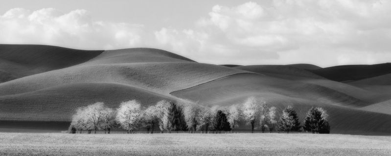 Brian Kosoff • Prescott Trees