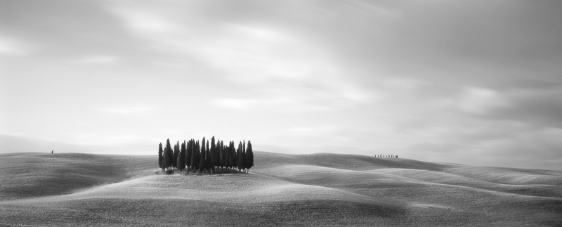 Brian Kosoff • Tuscan Trees