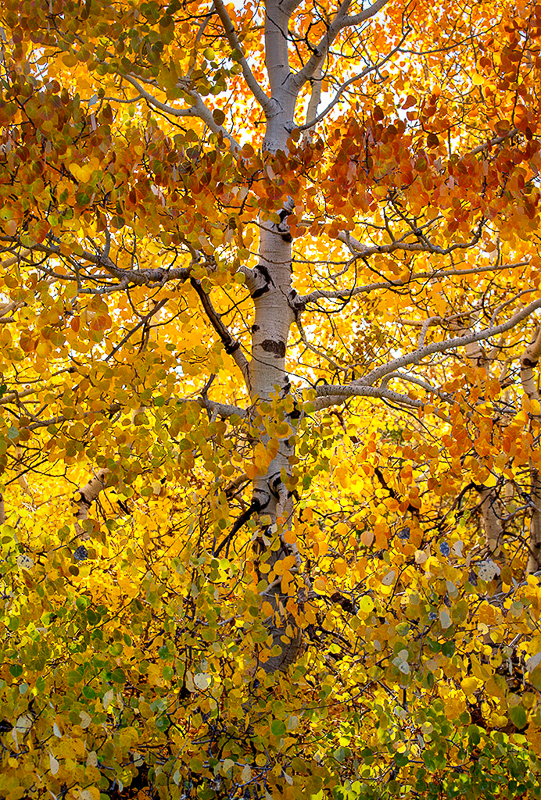 David Lee Myers • Aspen Steens