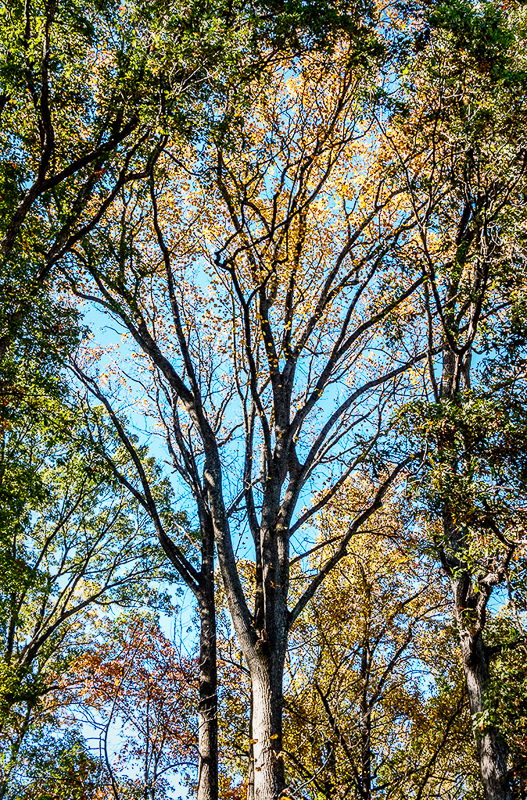 David Lee Myers • Autumnal Maryland