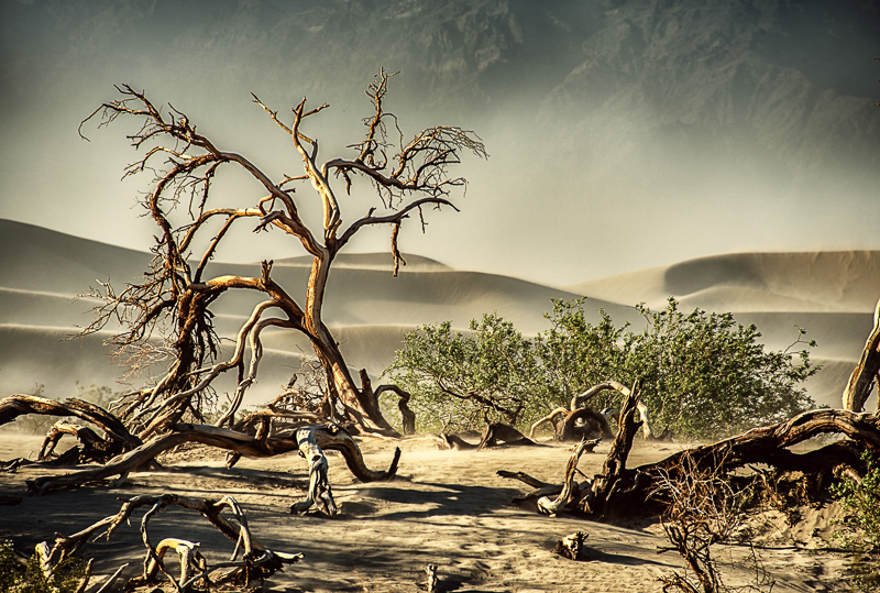 Jody Miller •  Mesquite Sandstorm