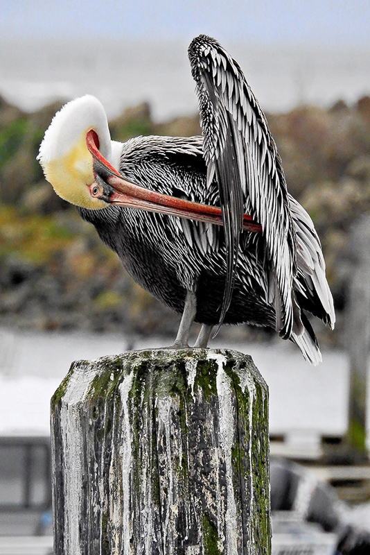 Mickey Anderson •
Preening