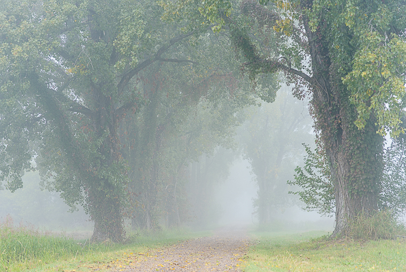 R.L. Potts •
Cottonwood Fog