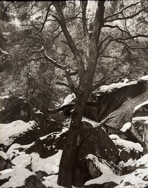 Jim Fitzgerald • Black Oak Rising