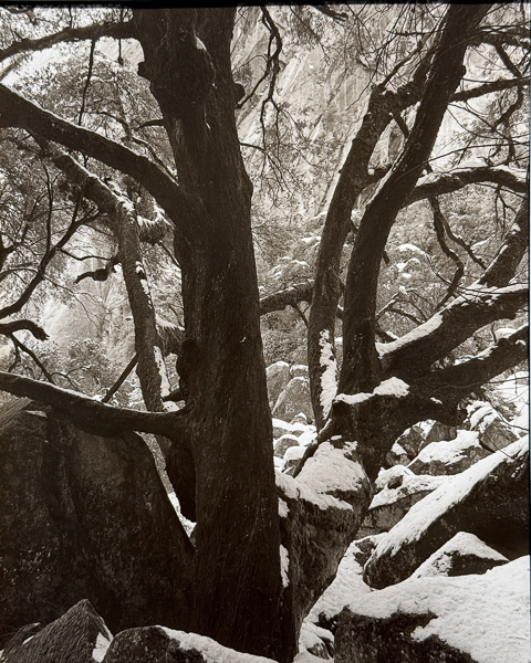 Jim Fitzgerald • Black Oak in Deep Snow