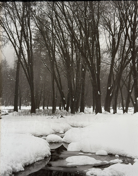Jim Fitzgerald • Black Oaks, Snow, Winter, El Capitan Meadow