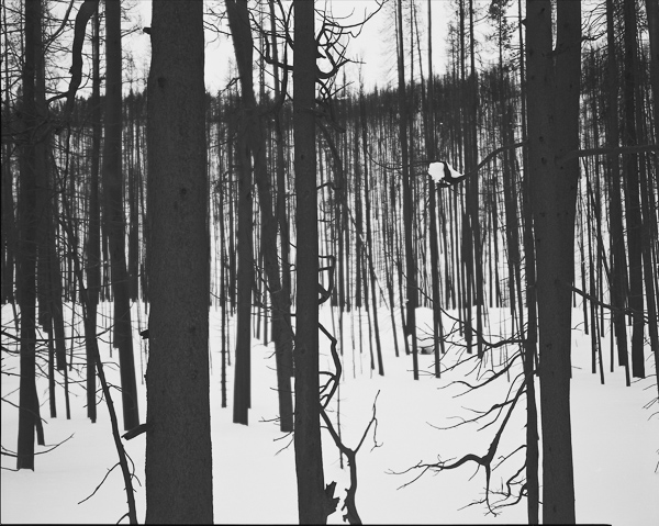 Terry Thompson • Yellowstone, Forest Burn