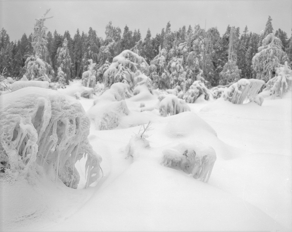 Terry Thompson • Yellowstone, Forest Forms