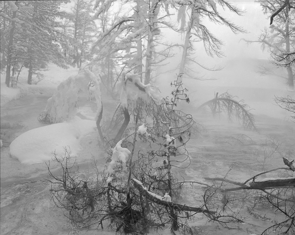 Terry Thompson • Yellowstone, Wings of Desire