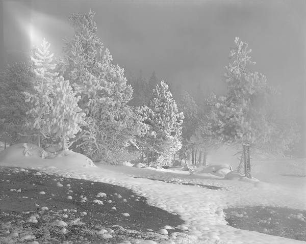 Terry Thompson • Yellowstone in Winter (Ghost Trees)