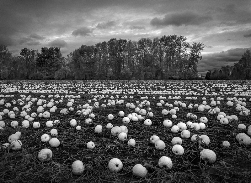 217 - Loren Nelson • Pumpkin Field Sauvie Island