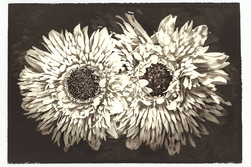 Chris Villiers • Brothers