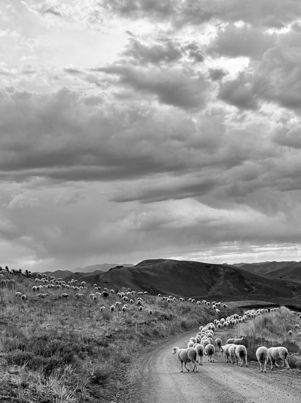 Joni Kabana • Shepherd's Walk