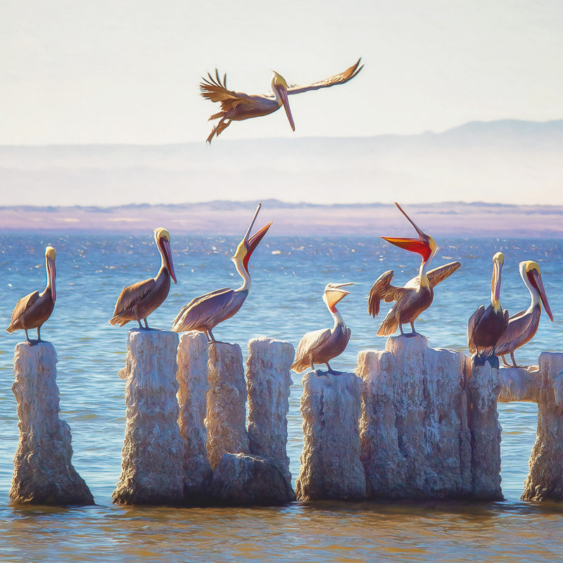 Tom Darnall • Pelican Row, Salton Sea