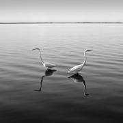 Garzas 2