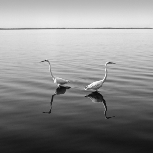 Garzas 2