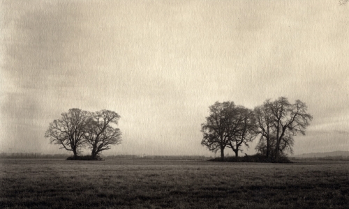 Trees on Sauvie Island