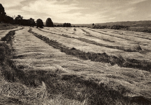Sauvie Island Field