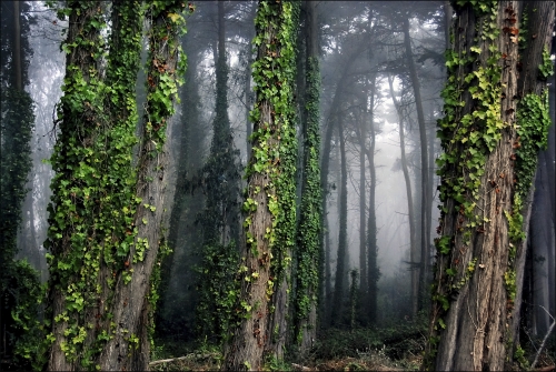 Cypress Forest